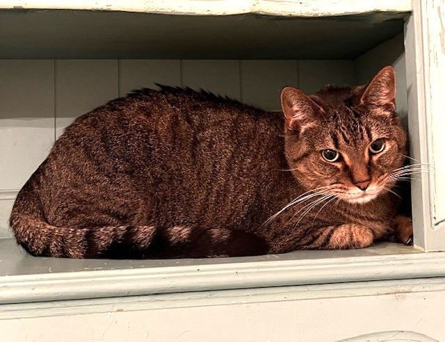 Sam (Sweet Tabby), a Adoptable mixed breed in Mobile, AL image 3/4