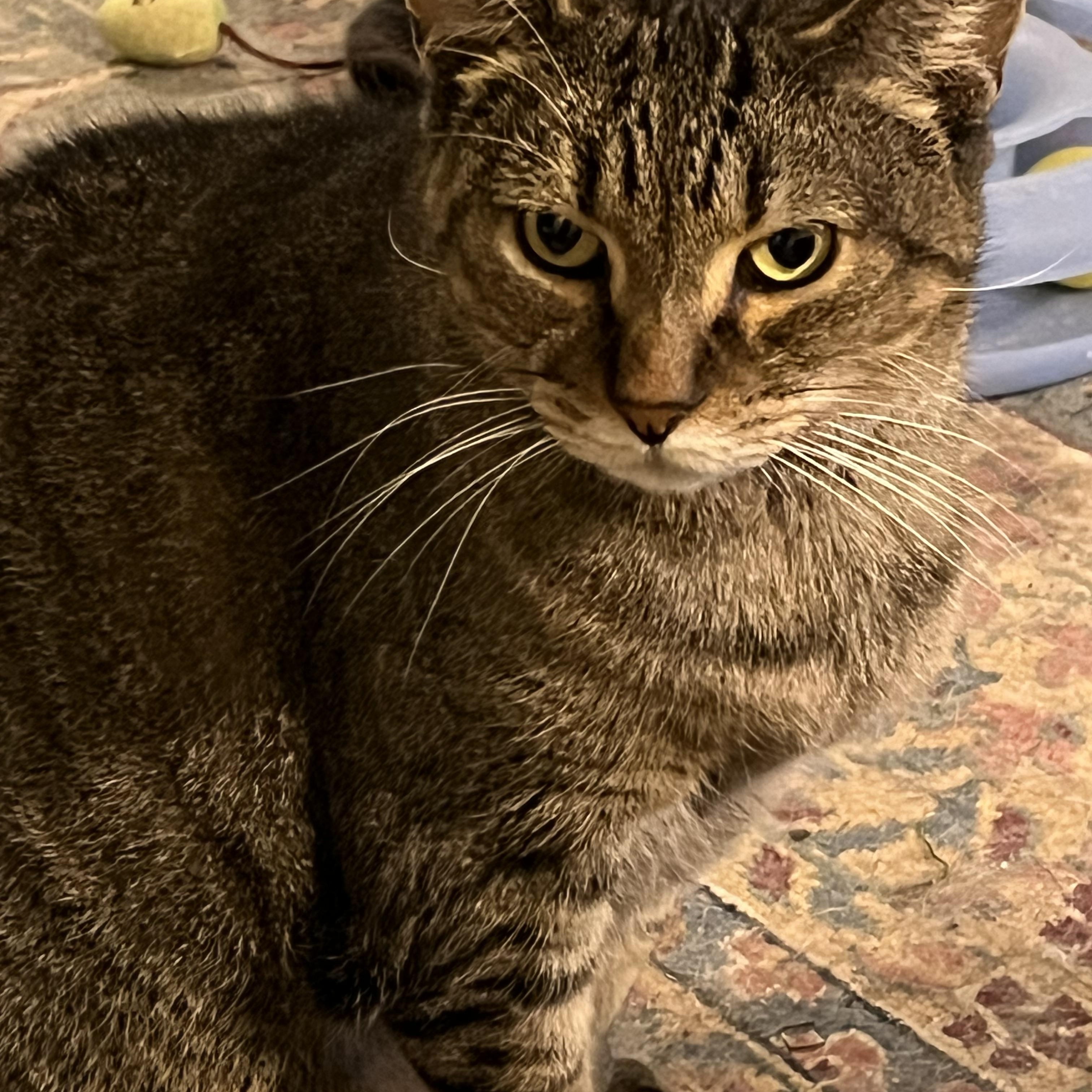 Sam (Sweet Tabby), a Adoptable mixed breed in Mobile, AL image 4/4