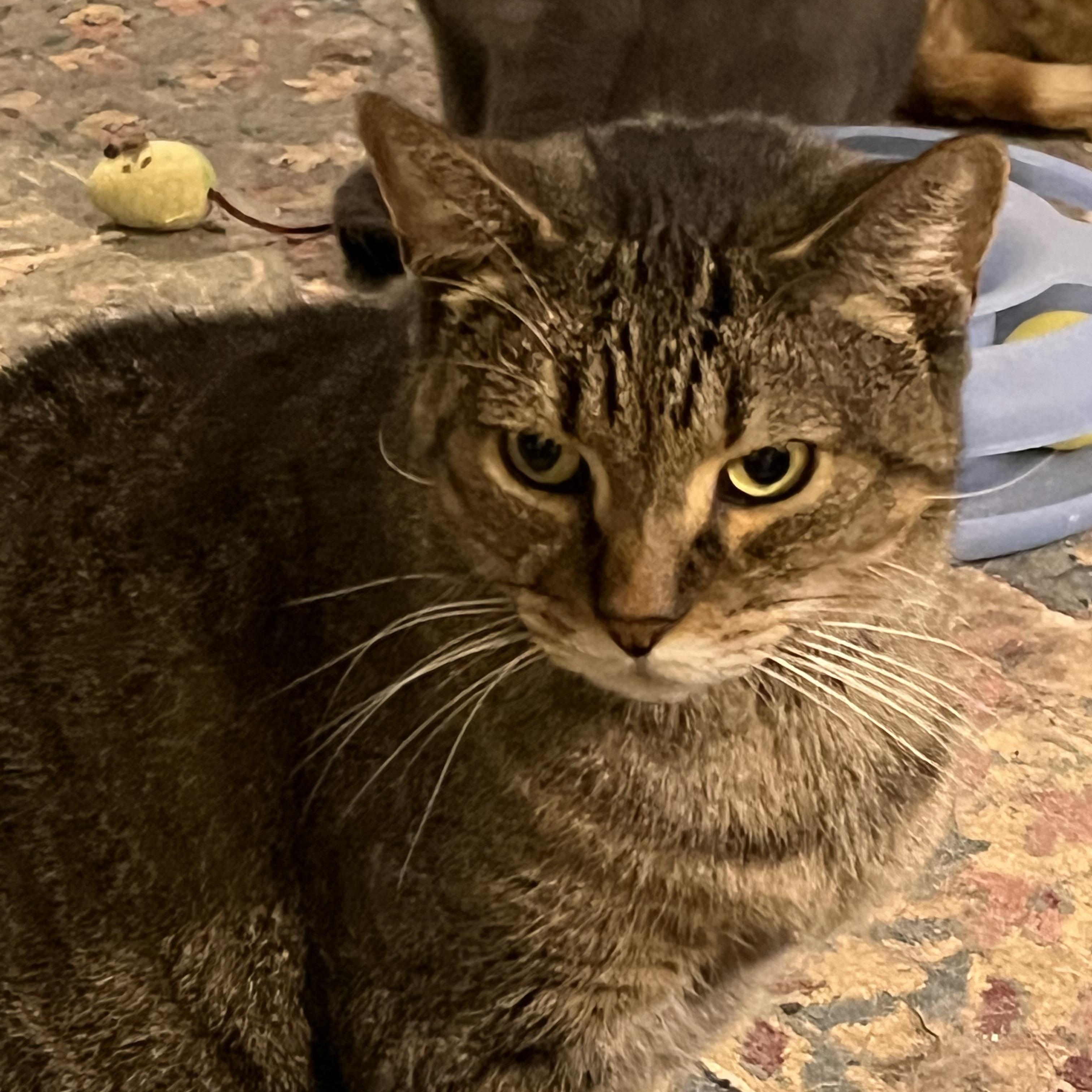 Sam (Sweet Tabby), a Adoptable mixed breed in Mobile, AL image 1/4