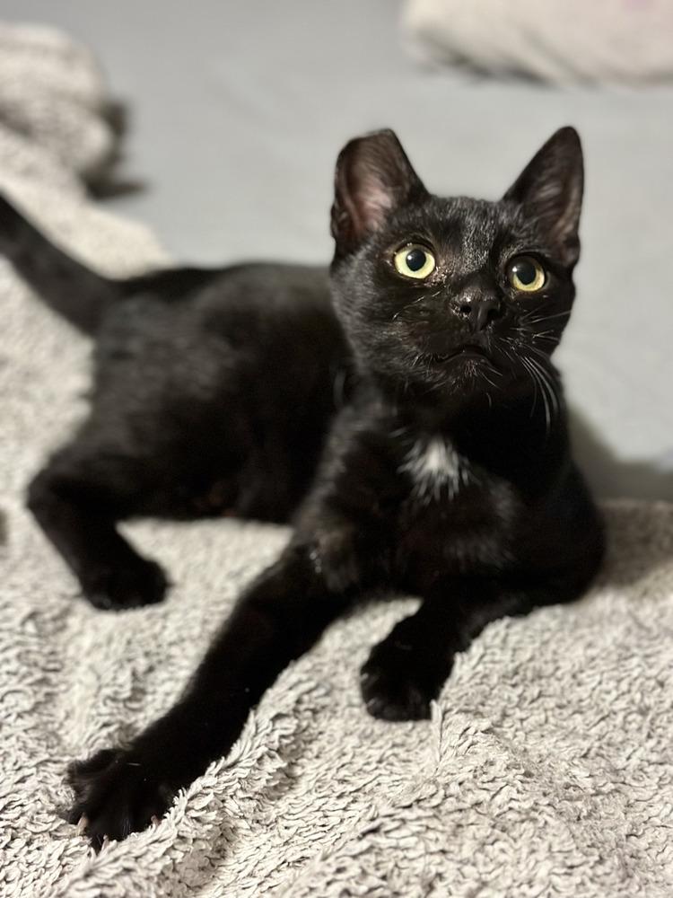 Enlarge Jasmine, a Adoptable Domestic Short Hair in Kinston, NC image 1/3