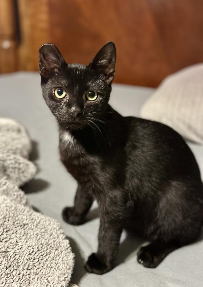 Enlarge Jasmine, a Adoptable Domestic Short Hair in Kinston, NC image 2/3