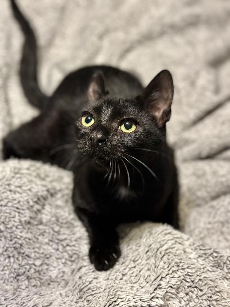 Enlarge Jasmine, a Adoptable Domestic Short Hair in Kinston, NC image 3/3