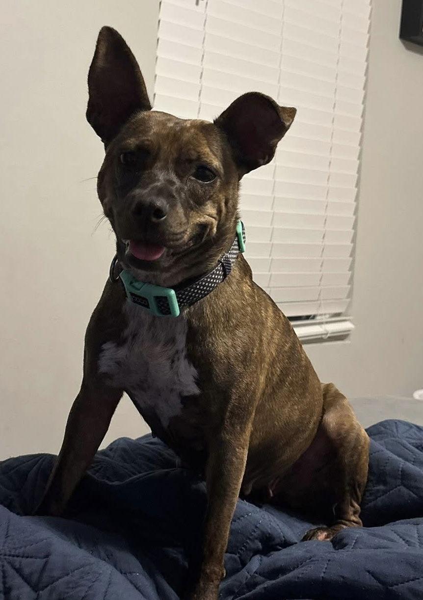 Enlarge Maize, a Adoptable Mixed Breed in Naples, FL image 1/1