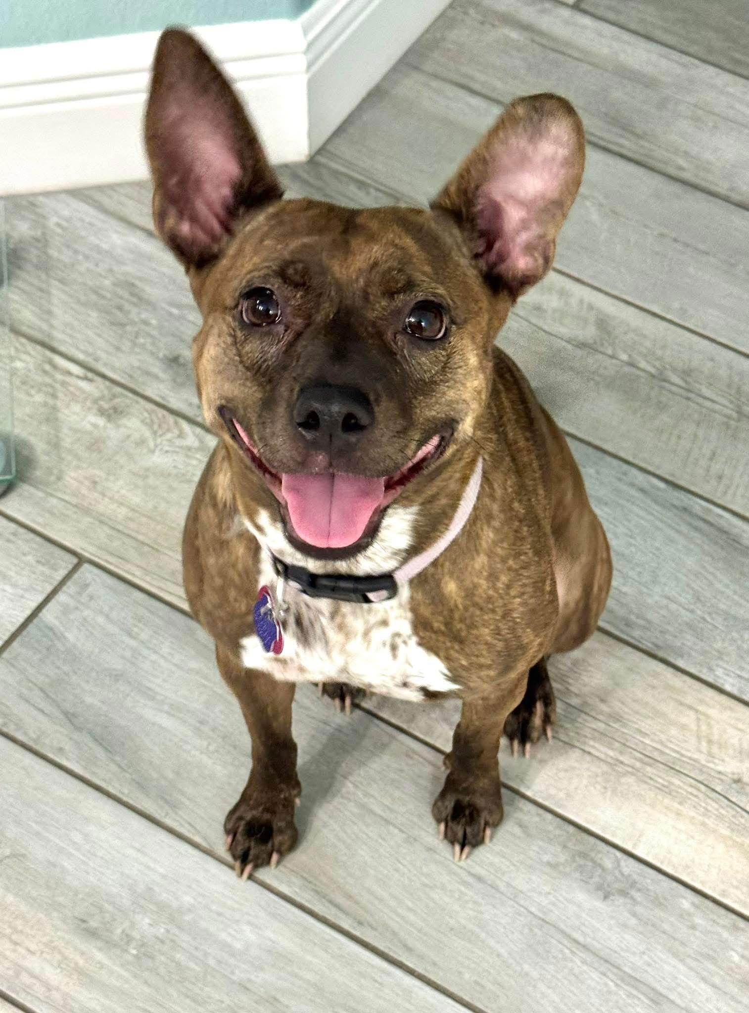 Maize, a Adoptable Mixed Breed in Naples, FL image 2/2