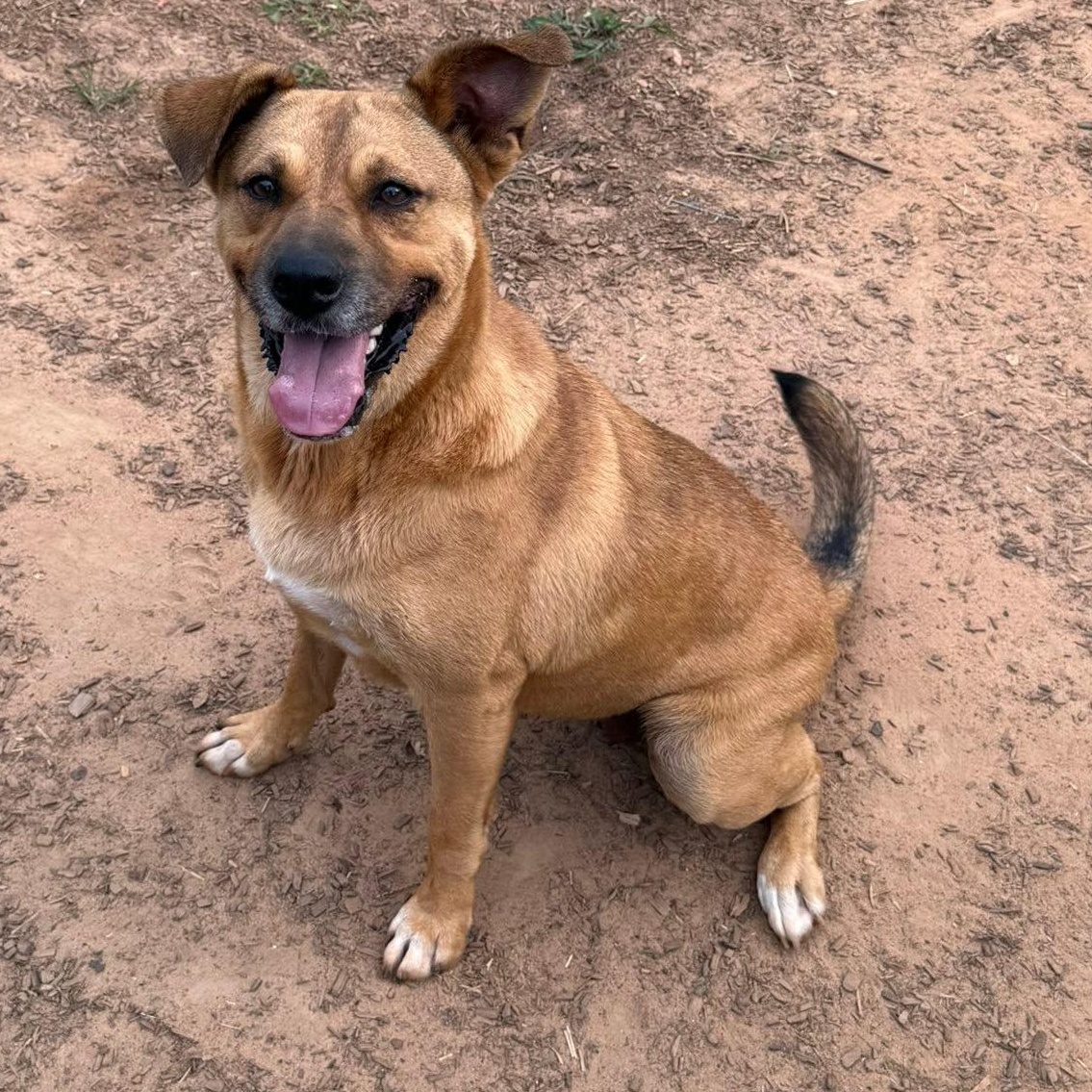 Bella, Adoptable, Young Female Labrador Retriever.