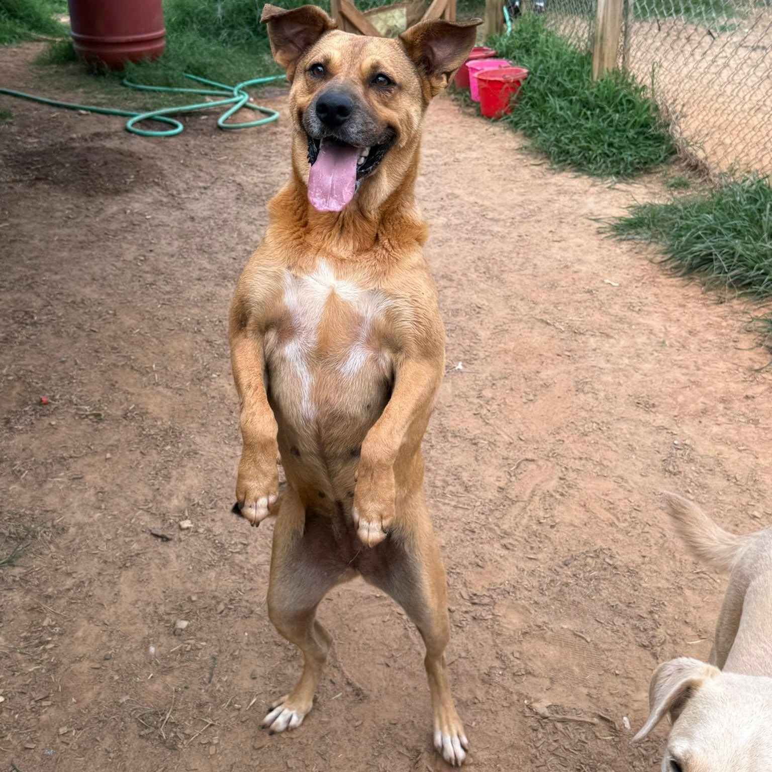 Enlarge Bella, a Adoptable mixed breed in Pembroke, MA image 2/2