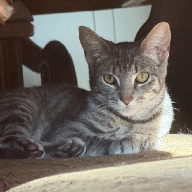 Frankie, a Adoptable Domestic Short Hair in Long Beach, CA image 1/6
