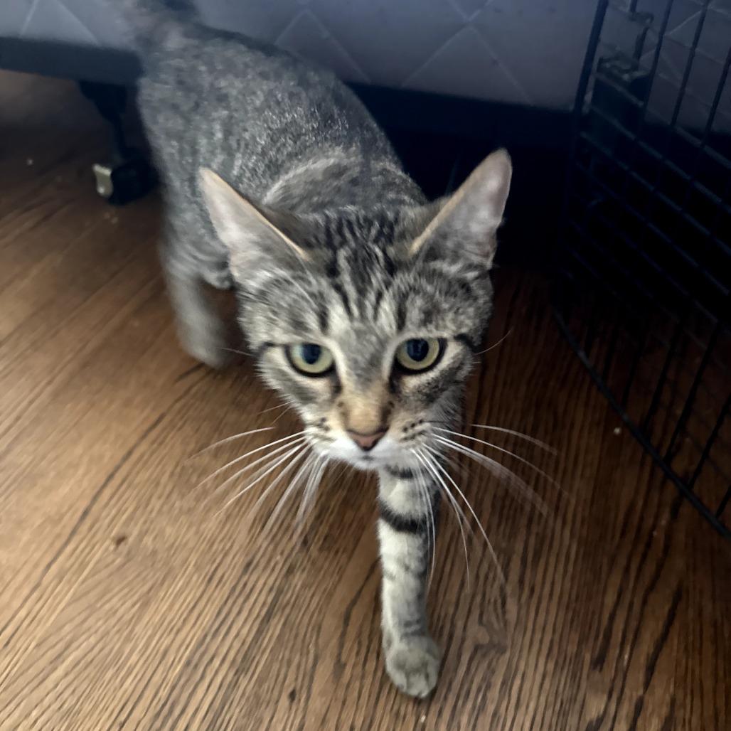 Frankie, a Adoptable Domestic Short Hair in Long Beach, CA image 2/6