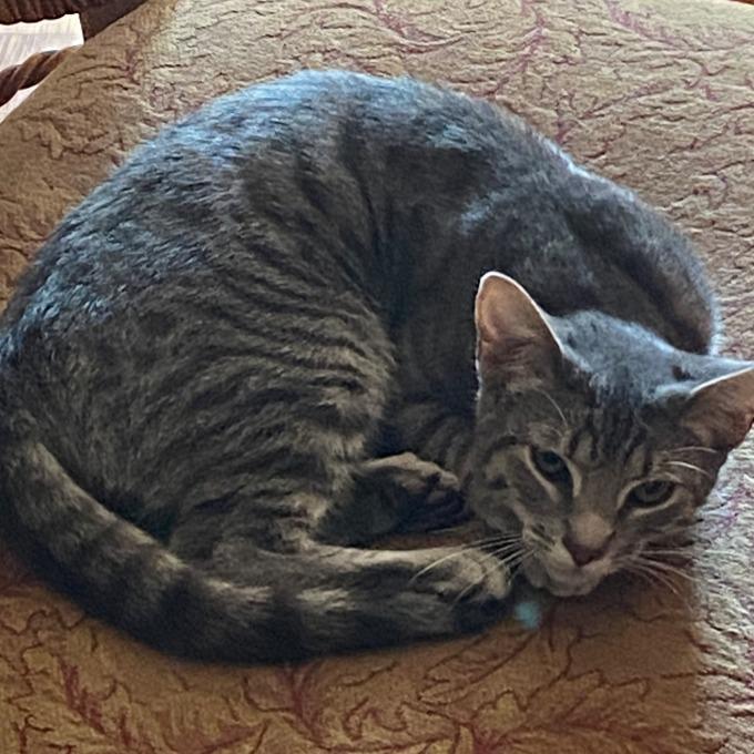 Frankie, a Adoptable Domestic Short Hair in Long Beach, CA image 4/6