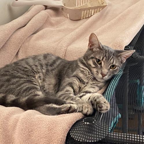 Frankie, a Adoptable Domestic Short Hair in Long Beach, CA image 5/6