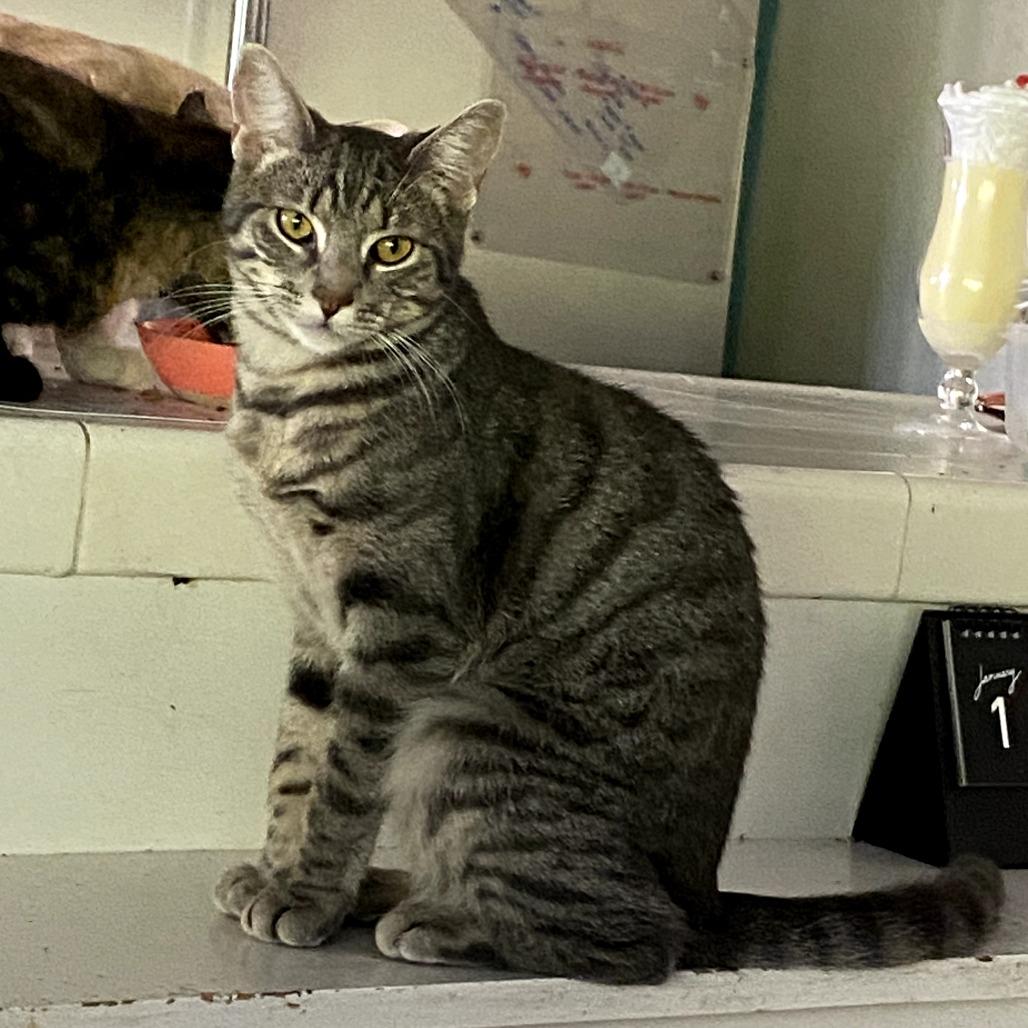 Frankie, a Adoptable Domestic Short Hair in Long Beach, CA image 6/6