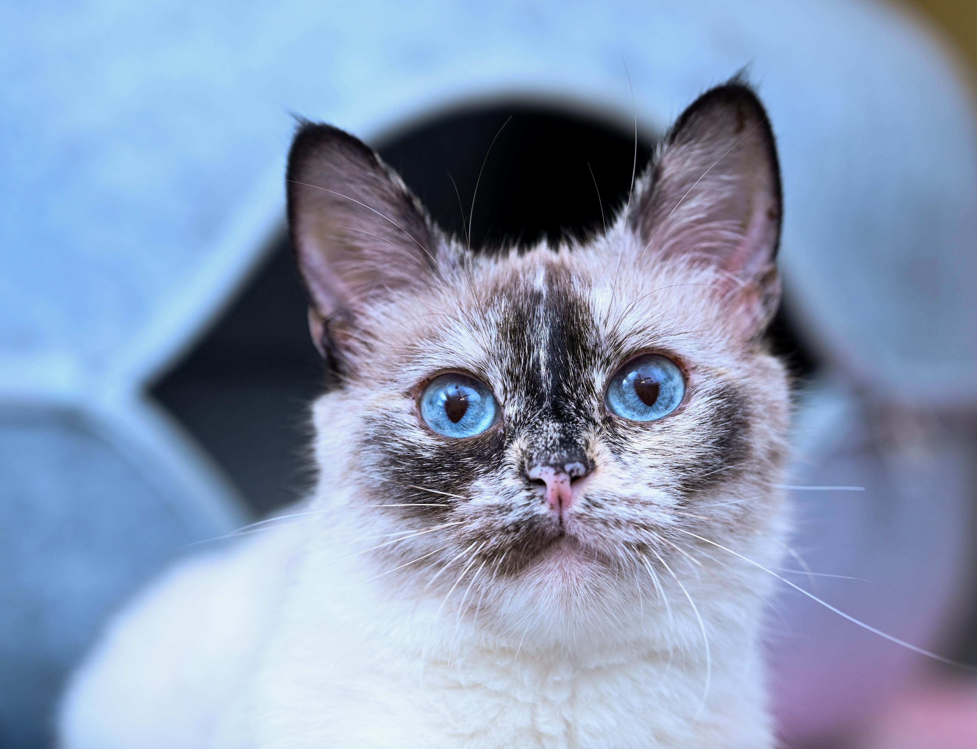 Sesame, an adoptable mixed breed in Chattanooga, TN image 2/6