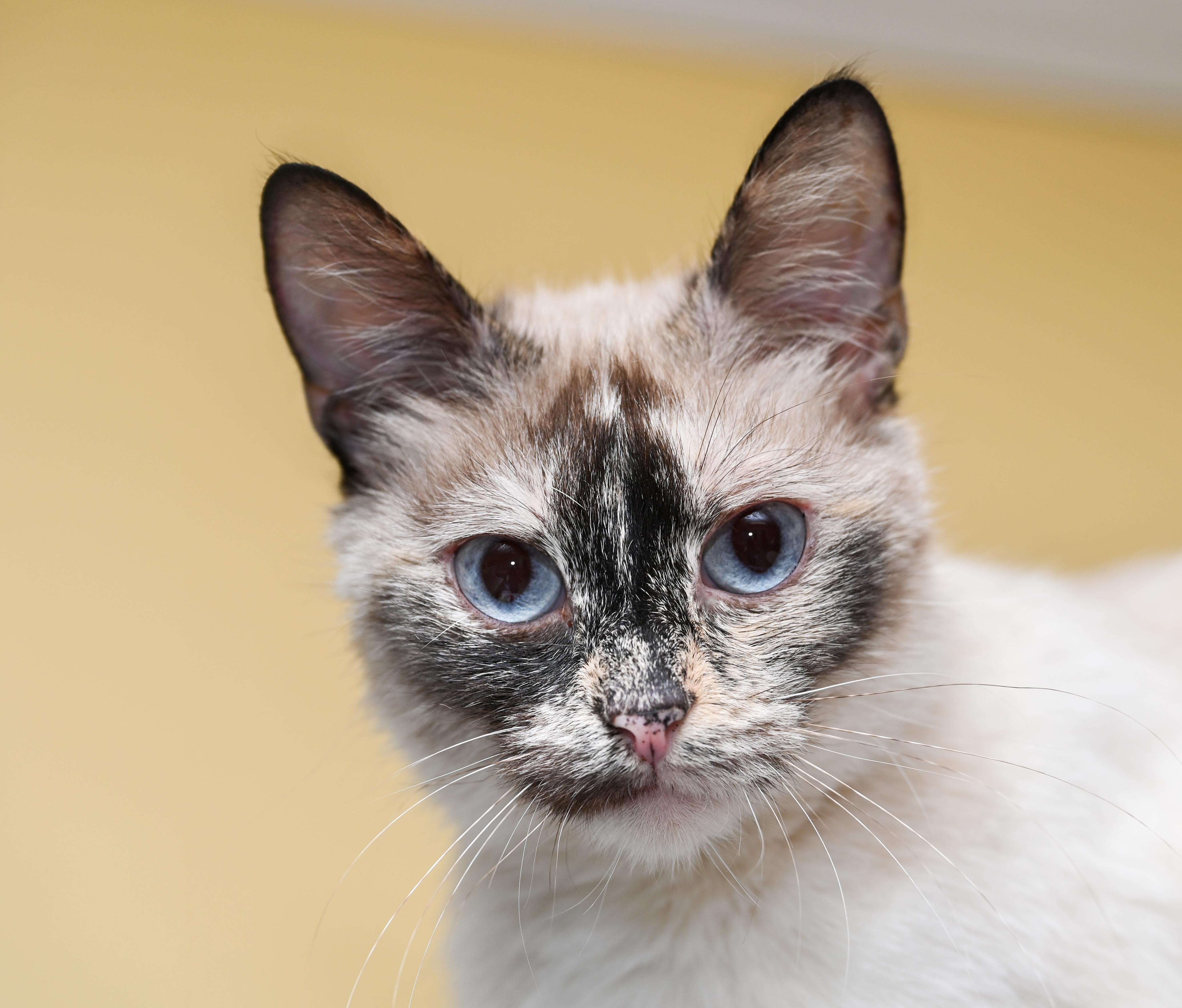 Sesame, an adoptable mixed breed in Chattanooga, TN image 6/6