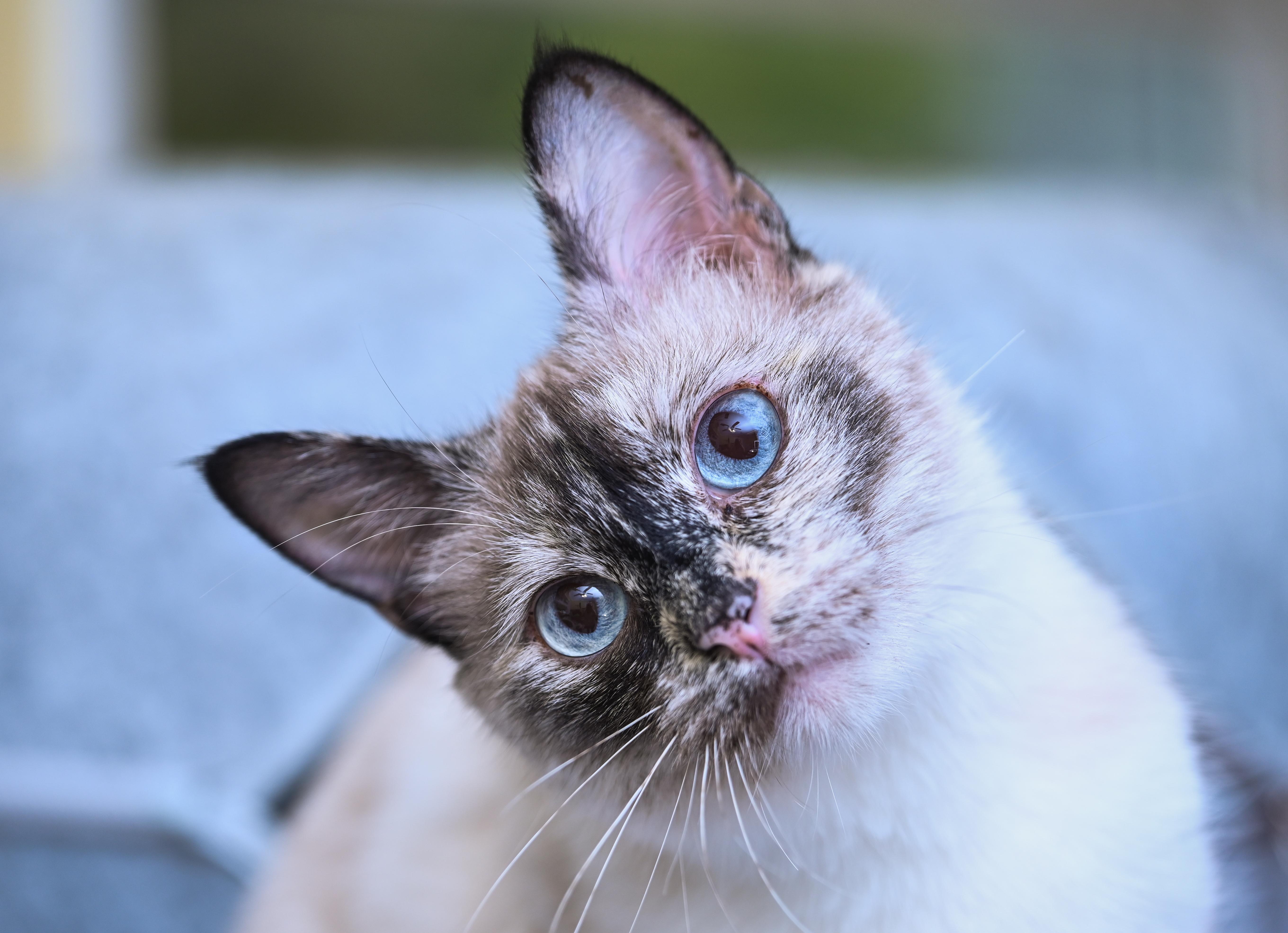 Sesame, an adoptable mixed breed in Chattanooga, TN image 4/6