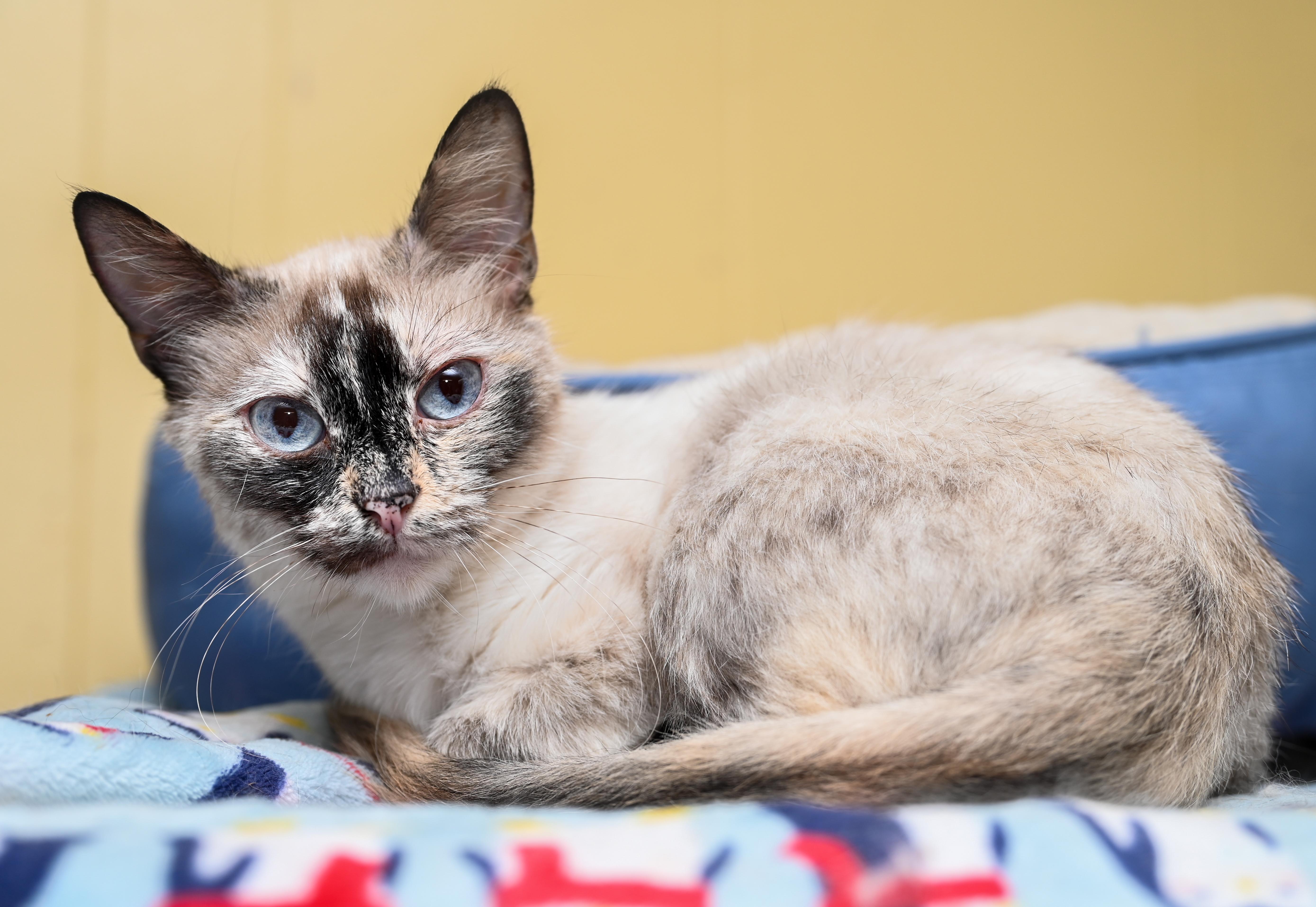 Sesame, an adoptable mixed breed in Chattanooga, TN image 5/6