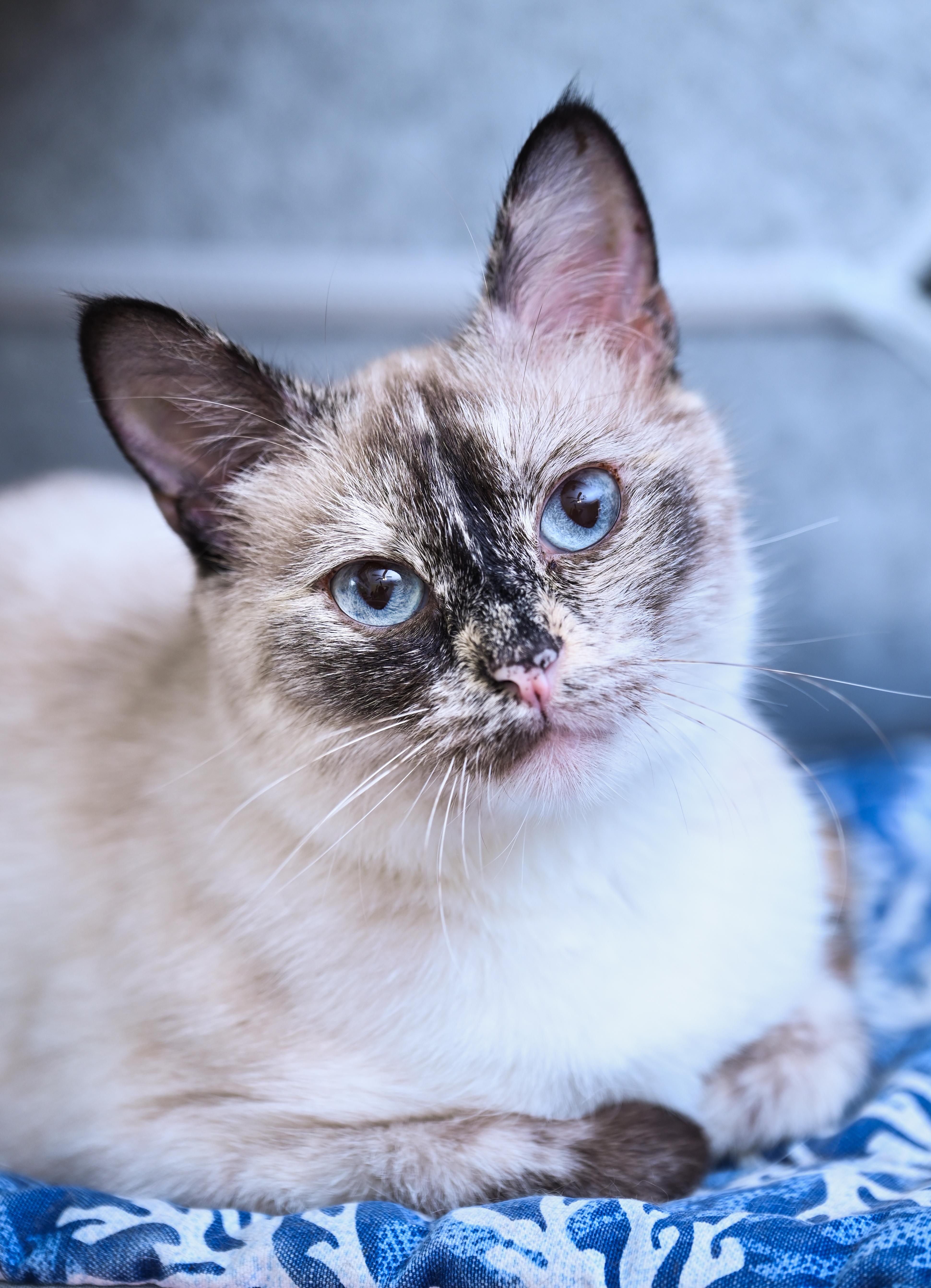 Sesame, an adoptable mixed breed in Chattanooga, TN image 1/6