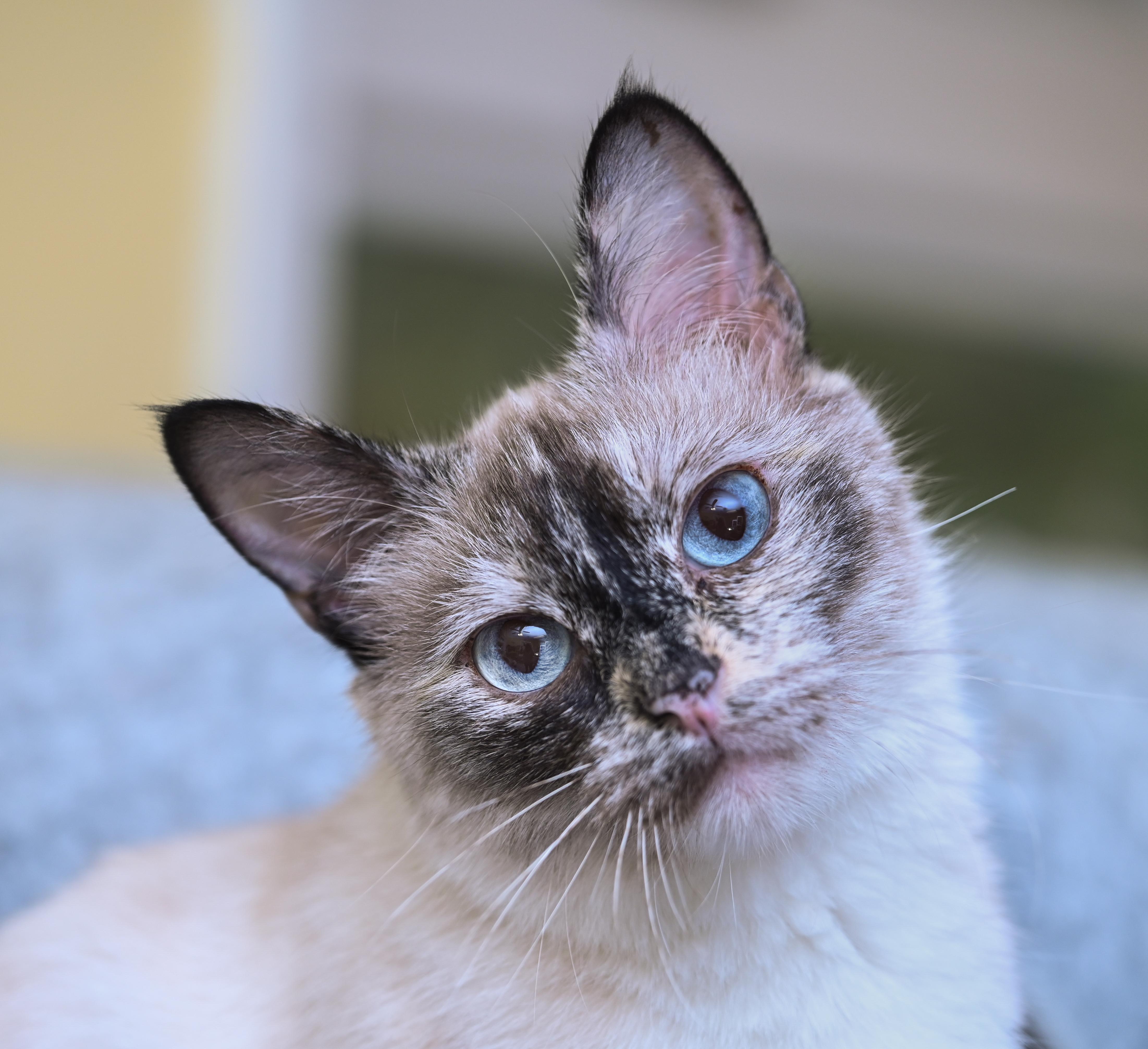 Sesame, an adoptable mixed breed in Chattanooga, TN image 3/6