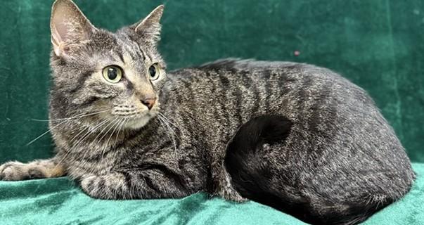 Enlarge Hatfield, a ADOPTABLE Domestic Short Hair in Miller Beach, IN image 1/1