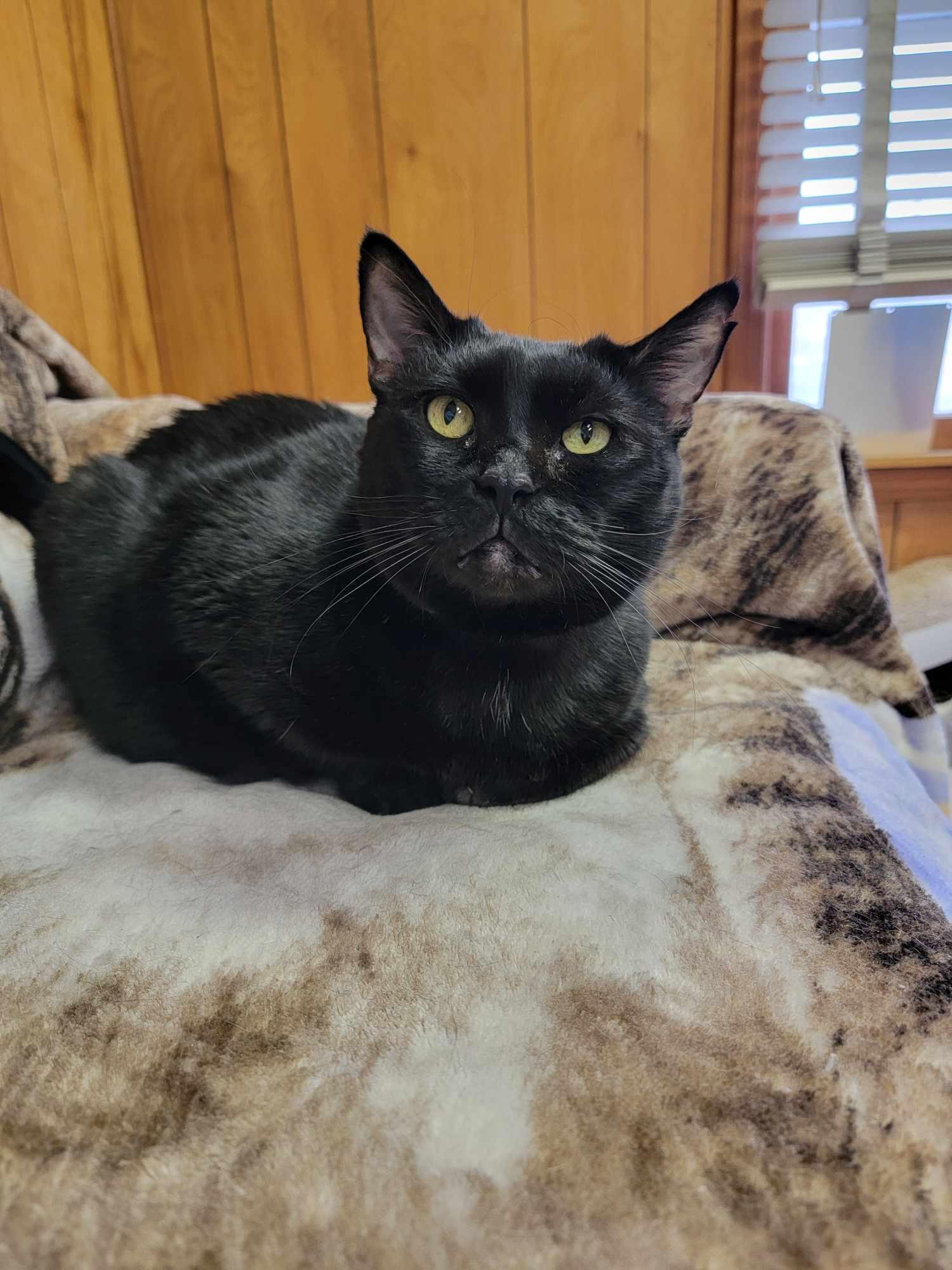 Blackberry, a Adopted mixed breed in Memphis, TN image 4/5