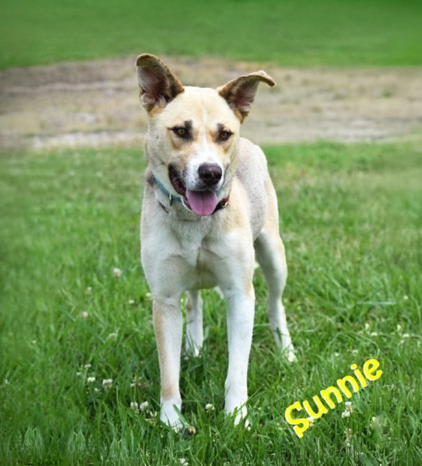 Sunnie, Adoptable, Young Female Husky.