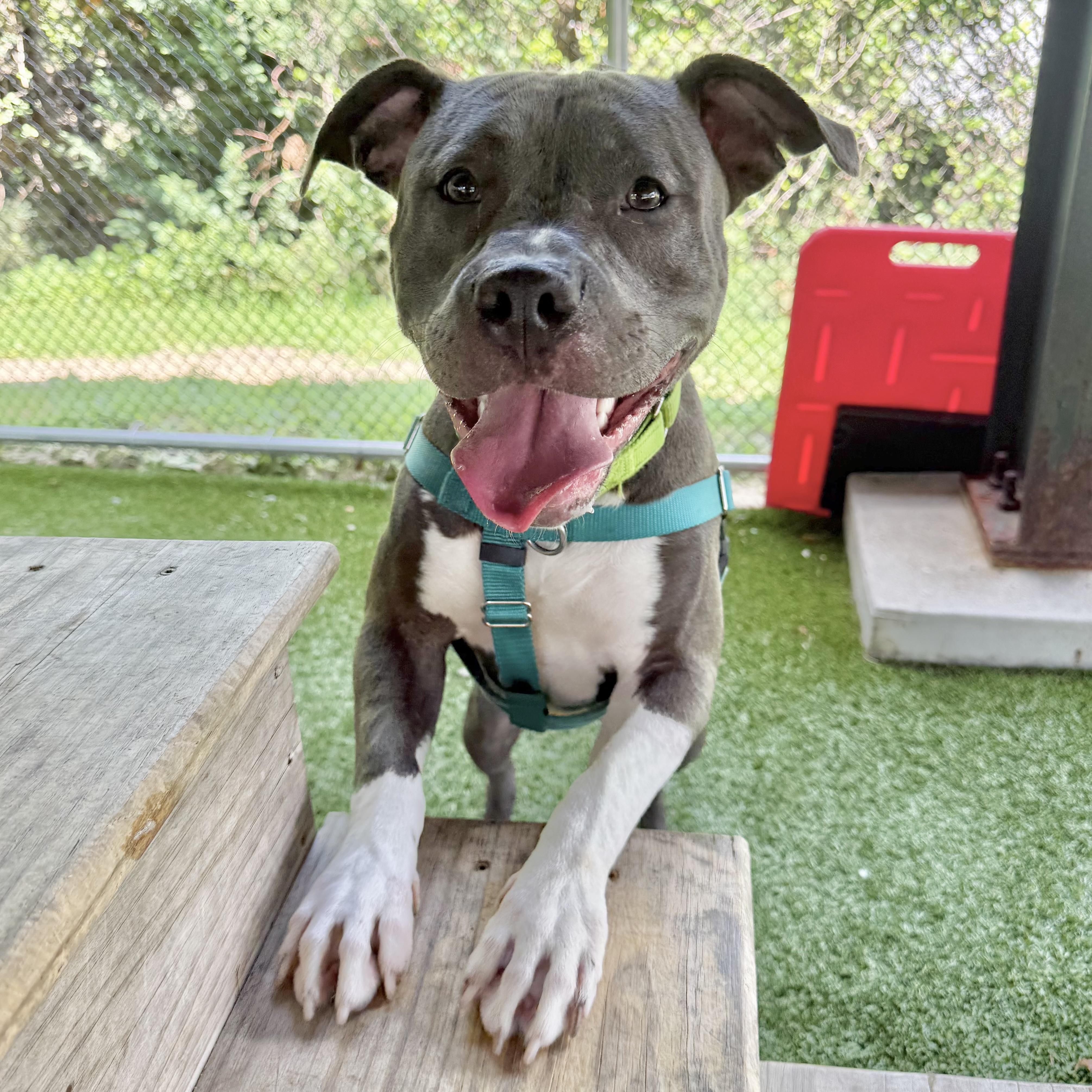 Enlarge Ellie, a ADOPTABLE mixed breed in Eatontown, NJ image 3/4