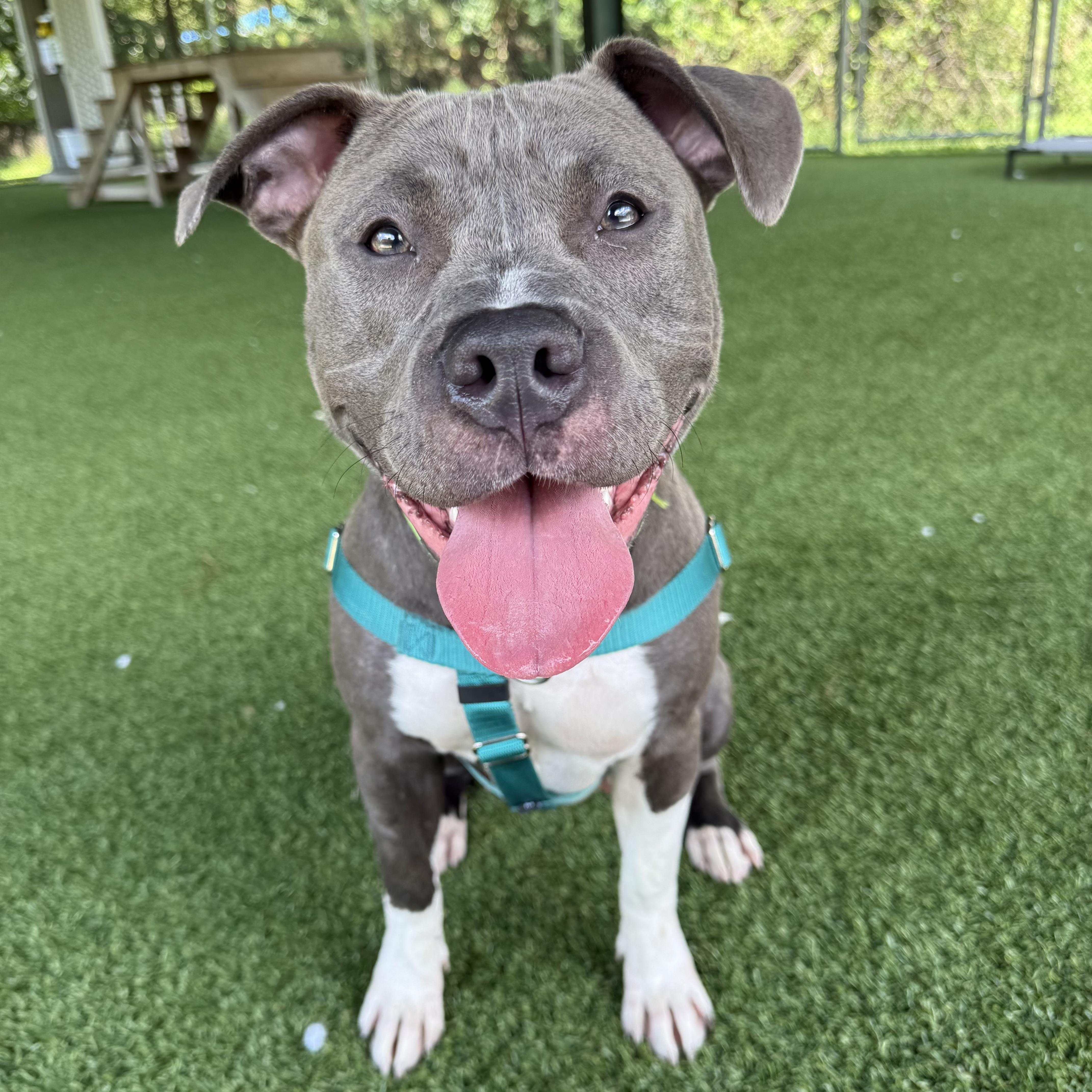 Enlarge Ellie, a ADOPTABLE mixed breed in Eatontown, NJ image 1/4