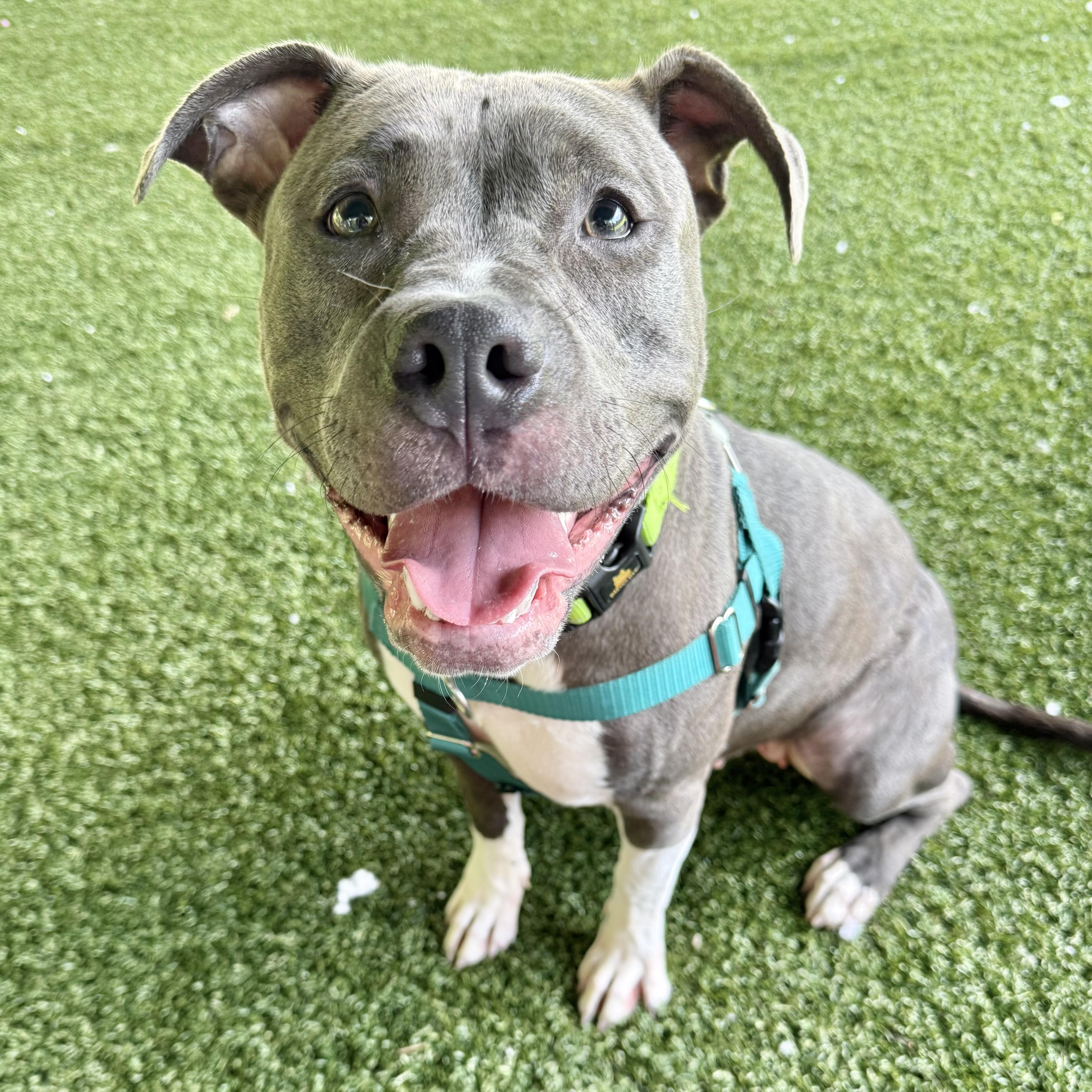 Enlarge Ellie, a ADOPTABLE mixed breed in Eatontown, NJ image 4/4