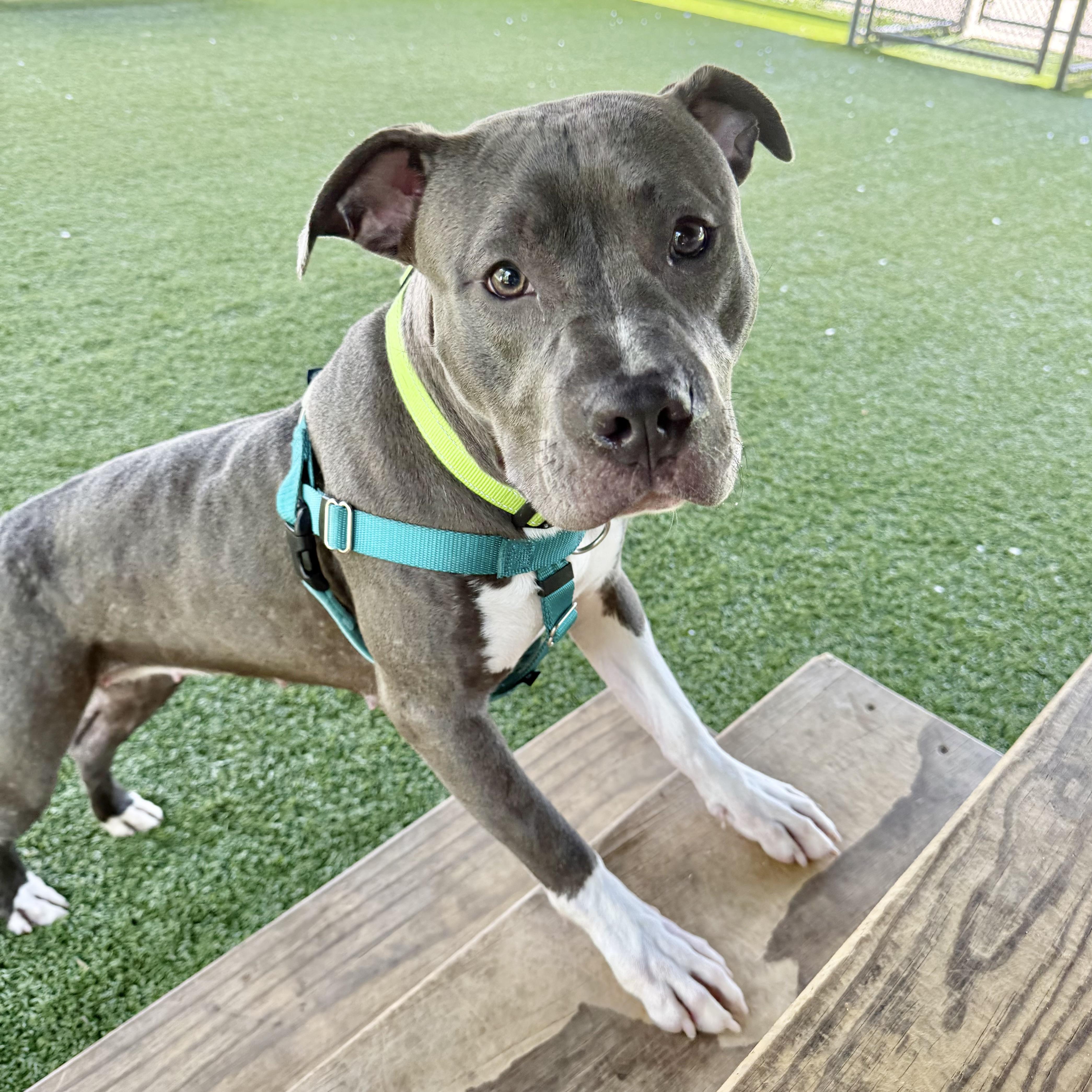 Enlarge Ellie, a ADOPTABLE mixed breed in Eatontown, NJ image 2/4