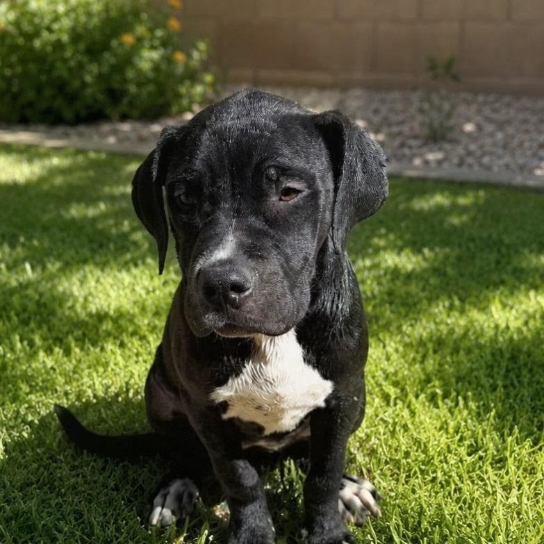 Enlarge Brownie, a Adoptable mixed breed in North Las Vegas, NV image 2/5