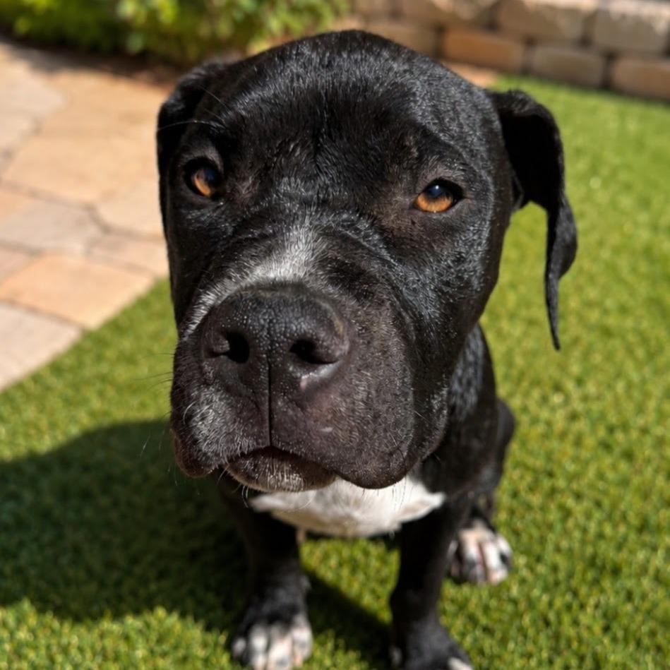 Enlarge Brownie, a Adoptable mixed breed in North Las Vegas, NV image 4/5