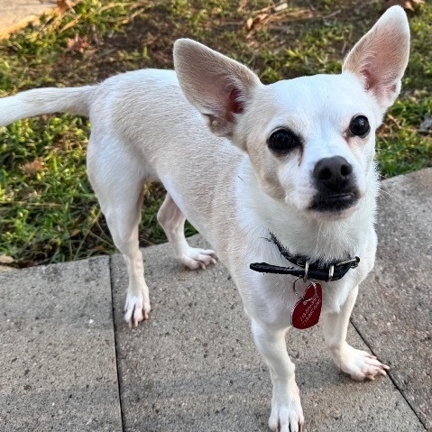Enlarge Jock "shot", a Adoptable mixed breed in Richmond, TX image 1/3