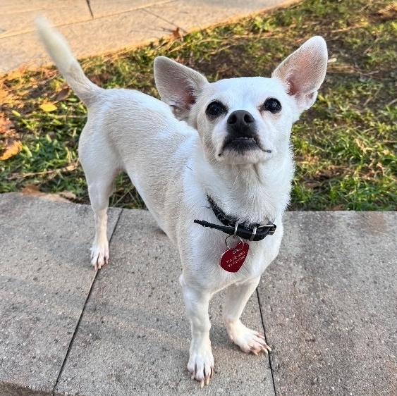 Enlarge Jock "shot", a Adoptable mixed breed in Richmond, TX image 2/3