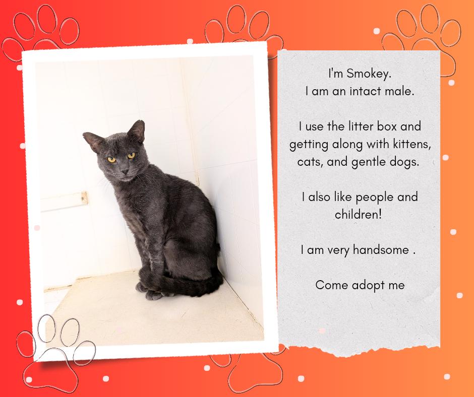 Enlarge Smokey, a Adoptable mixed breed in Hermiston, OR image 5/5