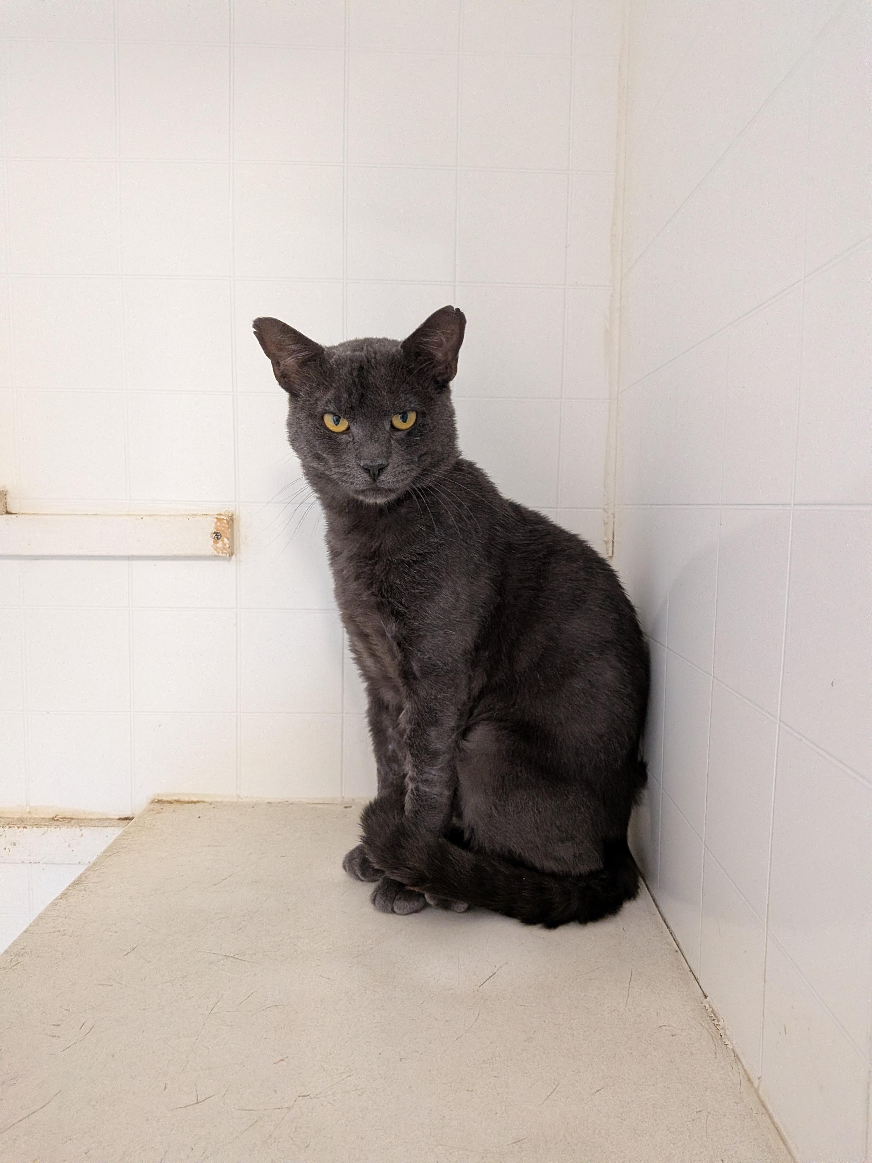Enlarge Smokey, a Adoptable mixed breed in Hermiston, OR image 1/5
