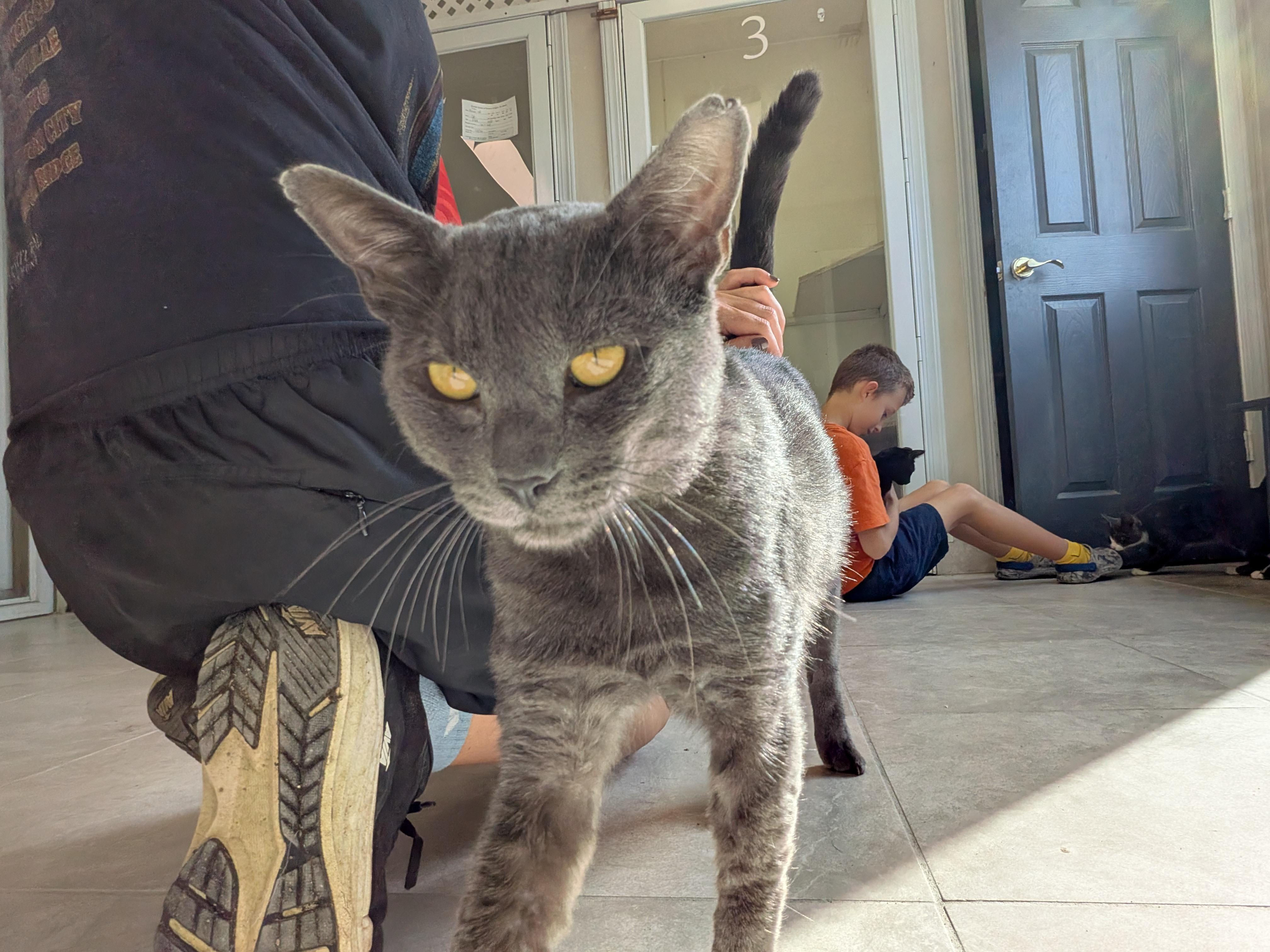 Enlarge Smokey, a Adoptable mixed breed in Hermiston, OR image 4/5
