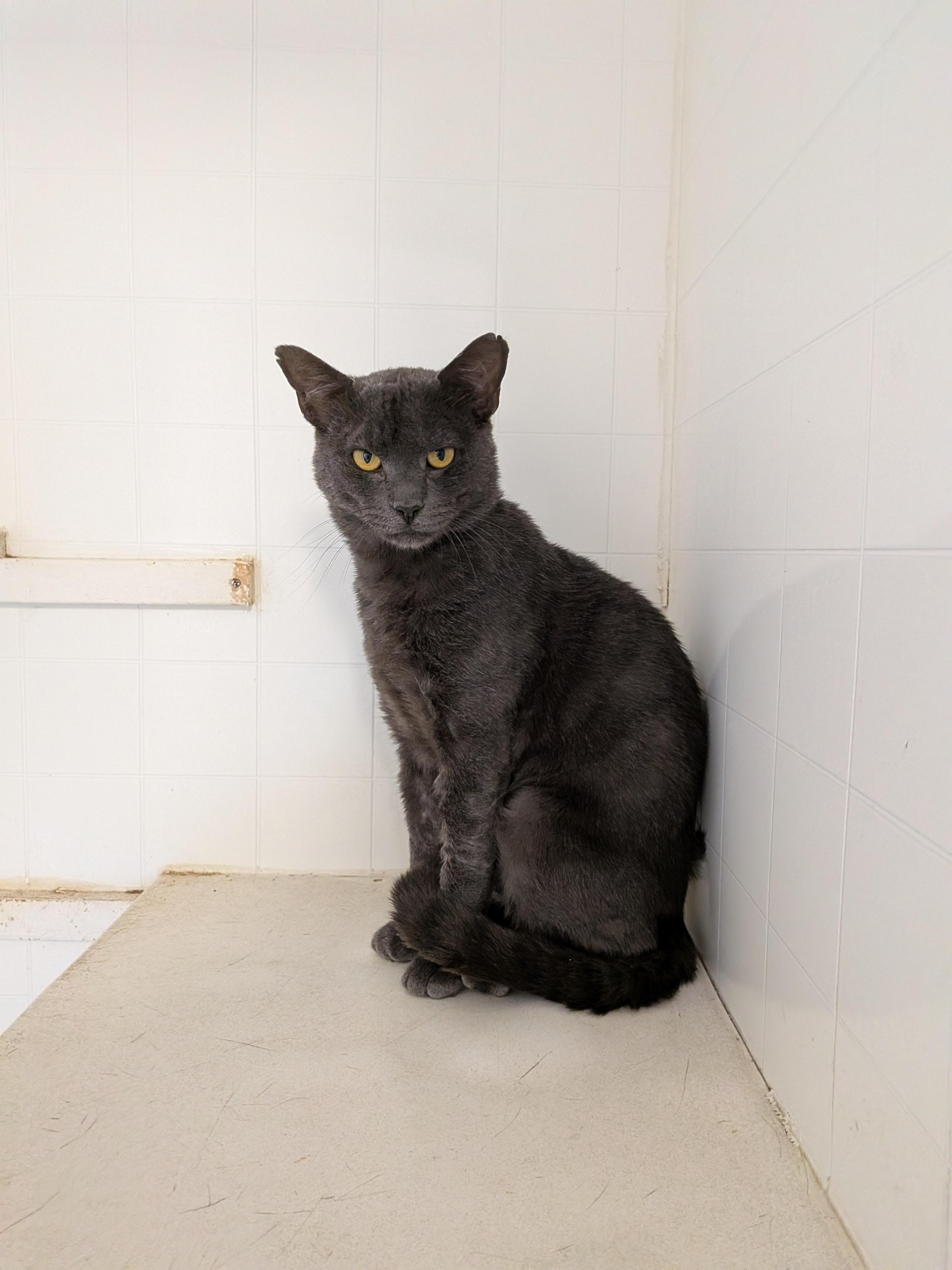Enlarge Smokey, a Adoptable mixed breed in Hermiston, OR image 2/5