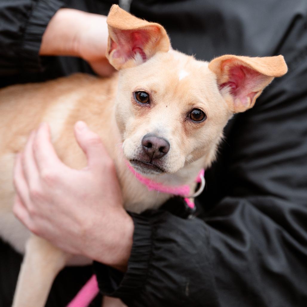 Xavior, a Adoptable Mixed Breed in Chester Springs, PA image 2/5