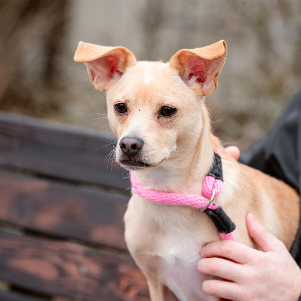 Xavior, a Adoptable Mixed Breed in Chester Springs, PA image 3/5