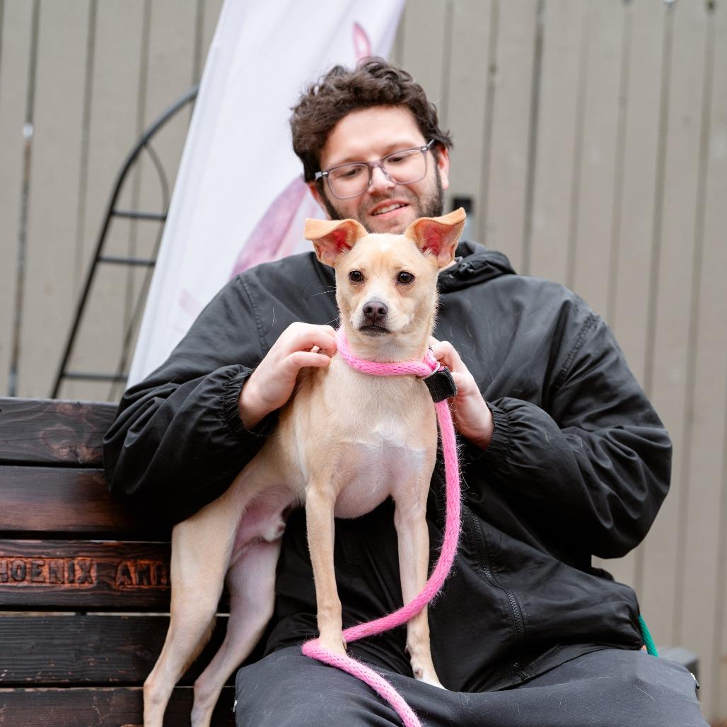 Xavior, Adoptable, Adult Male Mixed Breed.