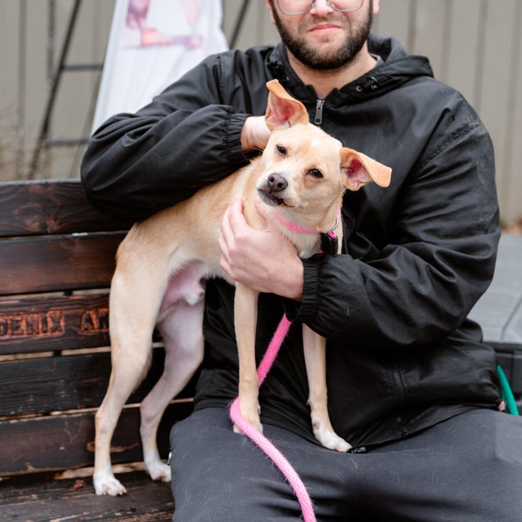 Xavior, a Adoptable Mixed Breed in Chester Springs, PA image 5/5