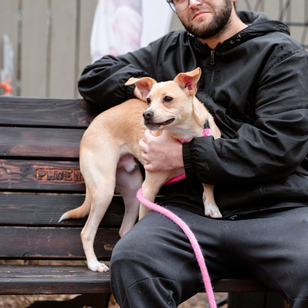 Xavior, a Adoptable Mixed Breed in Chester Springs, PA image 4/5