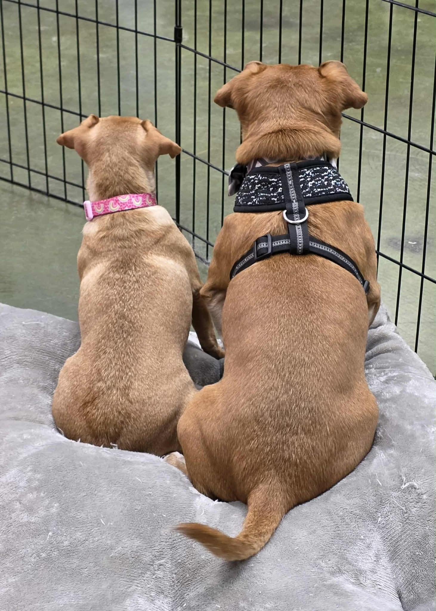 Enlarge Dozer, a Adoptable mixed breed in Clovis, CA image 4/4