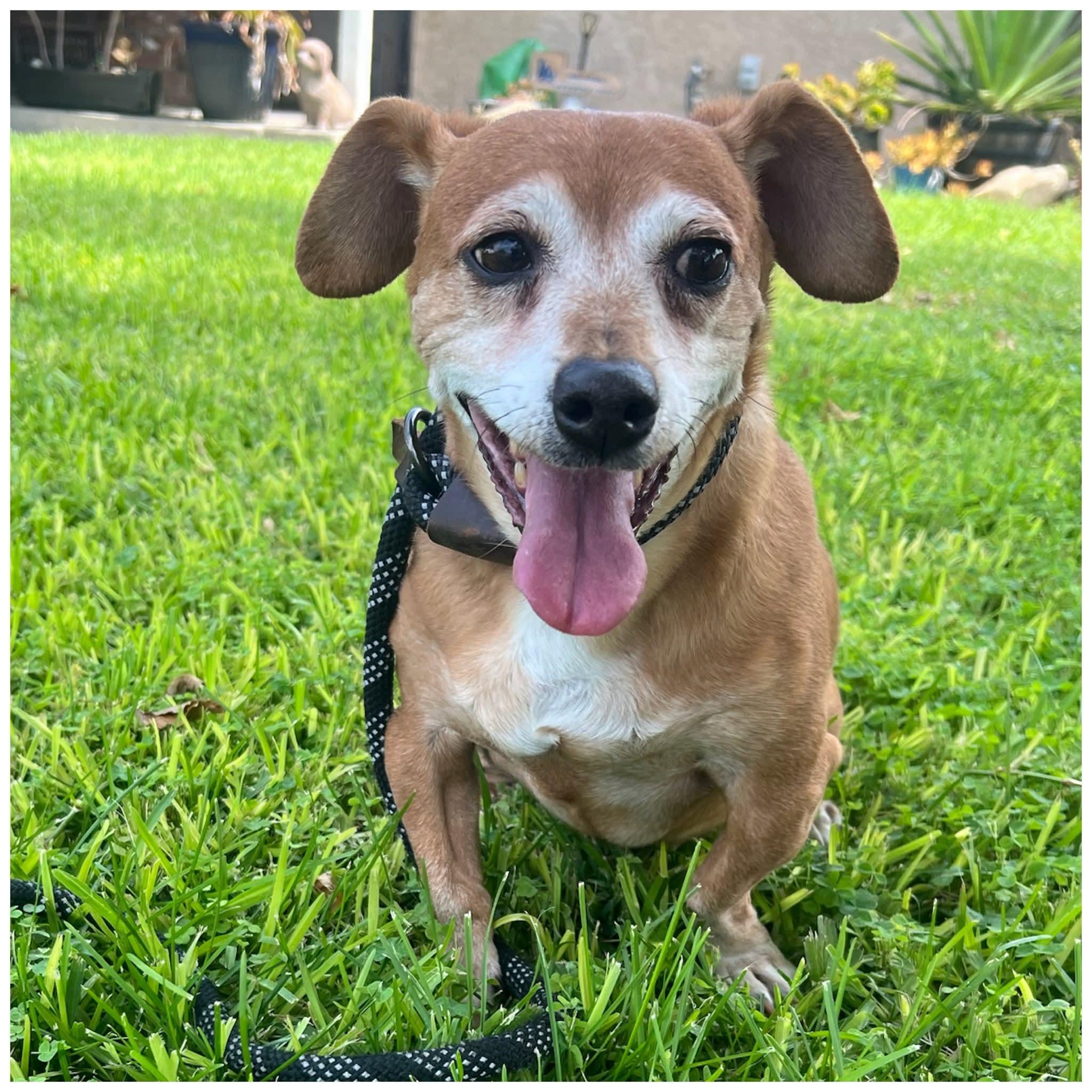 Dozer, Adoptable, Adult Male Basset Hound & Chihuahua.