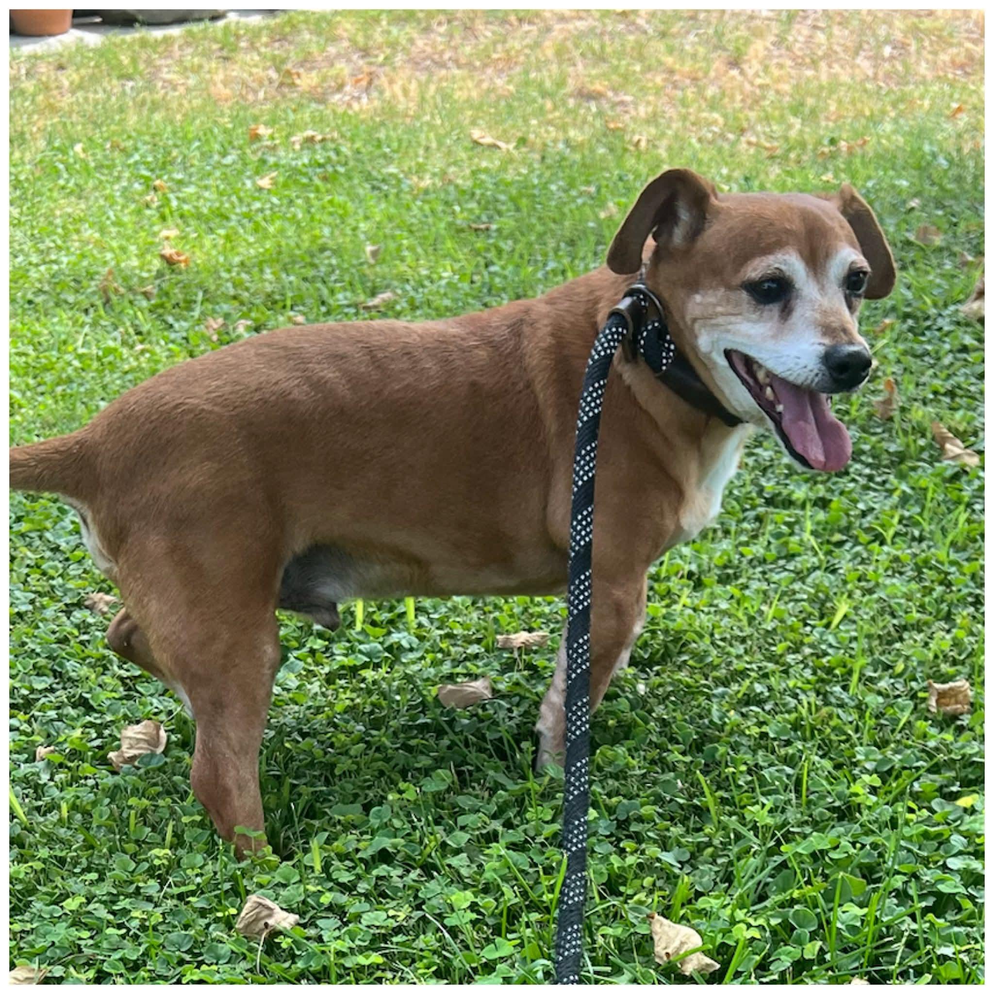 Enlarge Dozer, a Adoptable mixed breed in Clovis, CA image 2/4