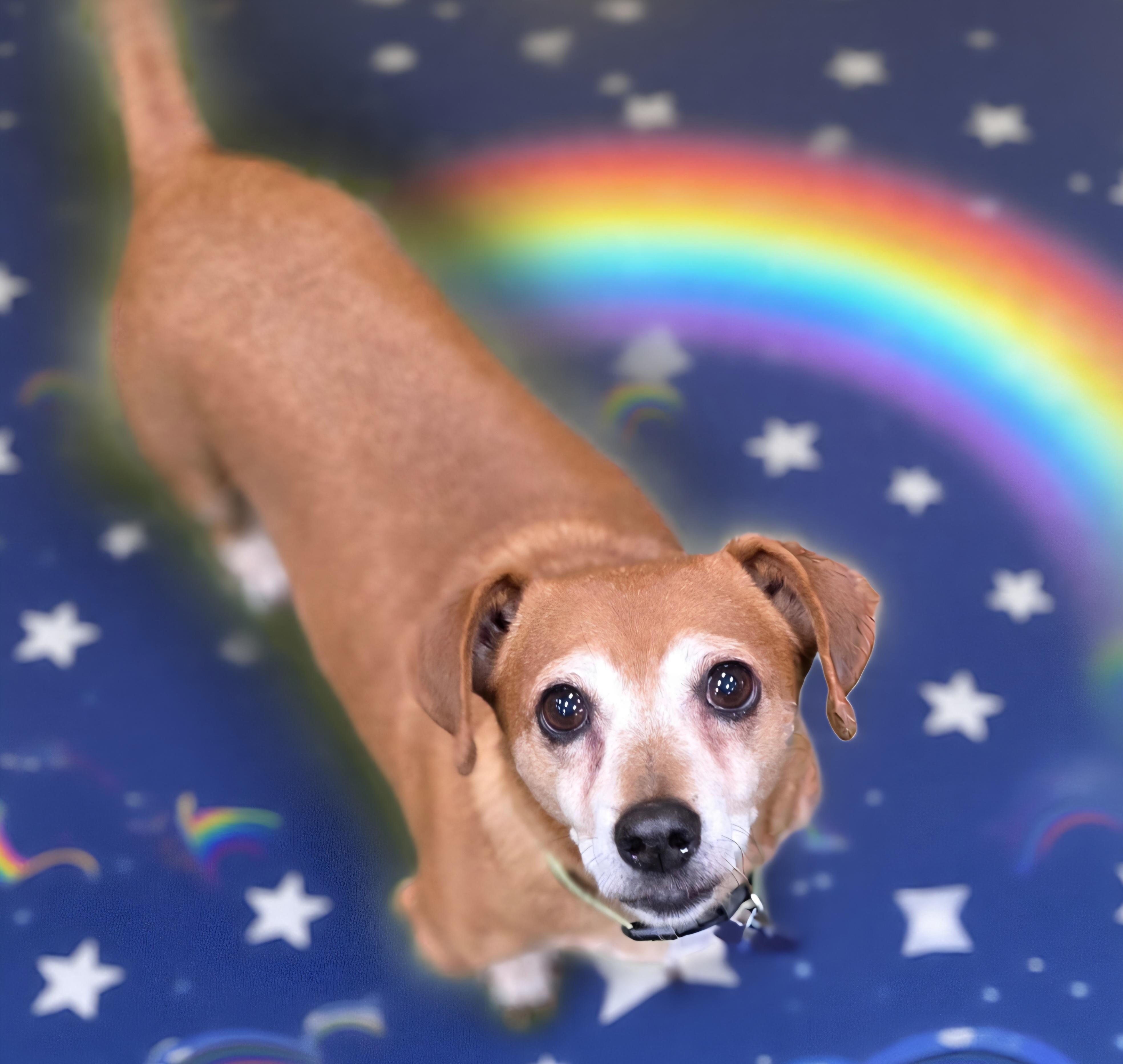 Enlarge Dozer, a Adoptable mixed breed in Clovis, CA image 3/4