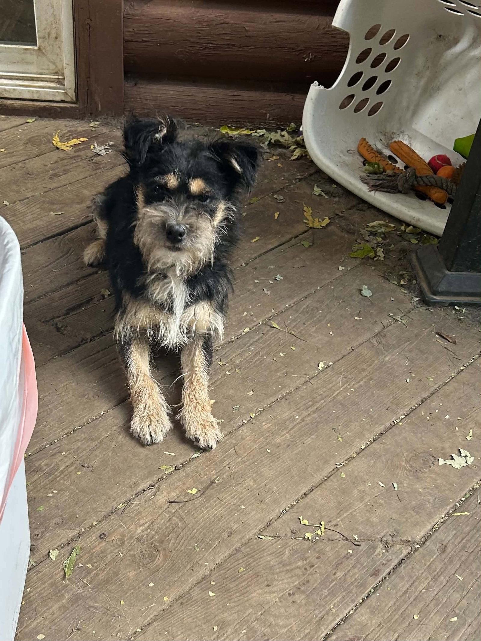 Fozzy, Adoptable, Young Male Terrier.