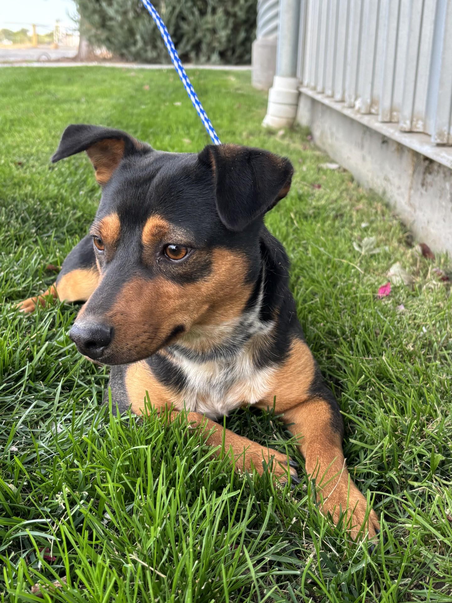 Phin, Adopted, Adult Male Cattle Dog.
