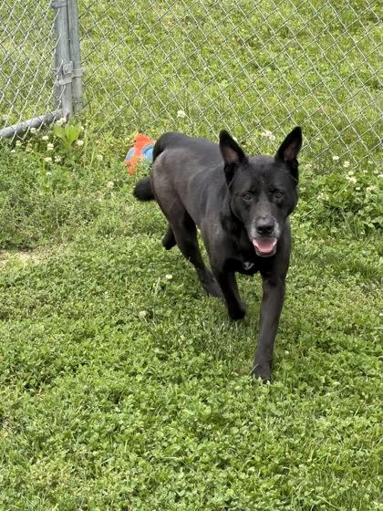 Tommy, a Adoptable mixed breed in Columbus, IN image 1/3