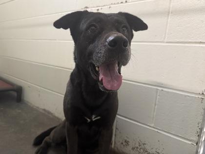 Tommy, a Adoptable mixed breed in Columbus, IN image 2/3