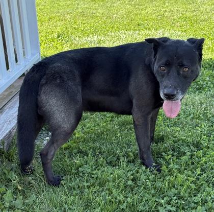 Tommy, Adoptable, Senior Male Mixed Breed & Mixed Breed.